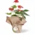 Anturio Rojo (Anthurium)
