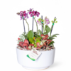 Arreglo 2 Orquídeas Baby con Fittonias