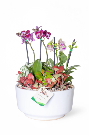 Arreglo 2 Orquídeas Baby con Fittonias