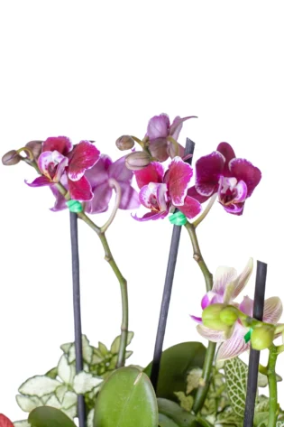 Arreglo 2 Orquídeas Baby con Fittonias