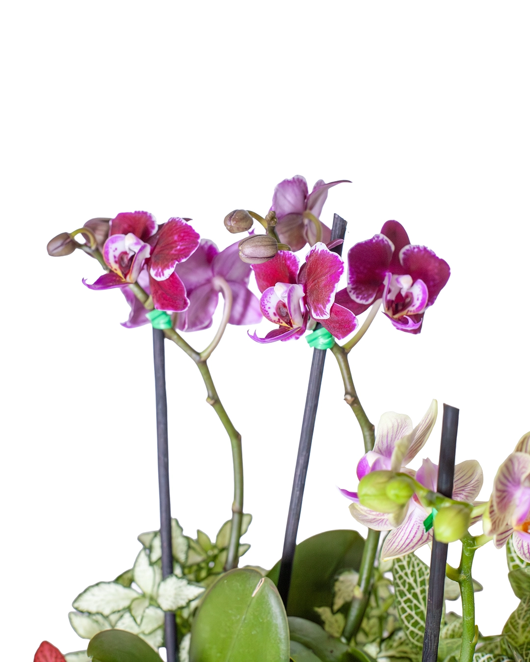 Arreglo 2 Orquídeas Baby con Fittonias