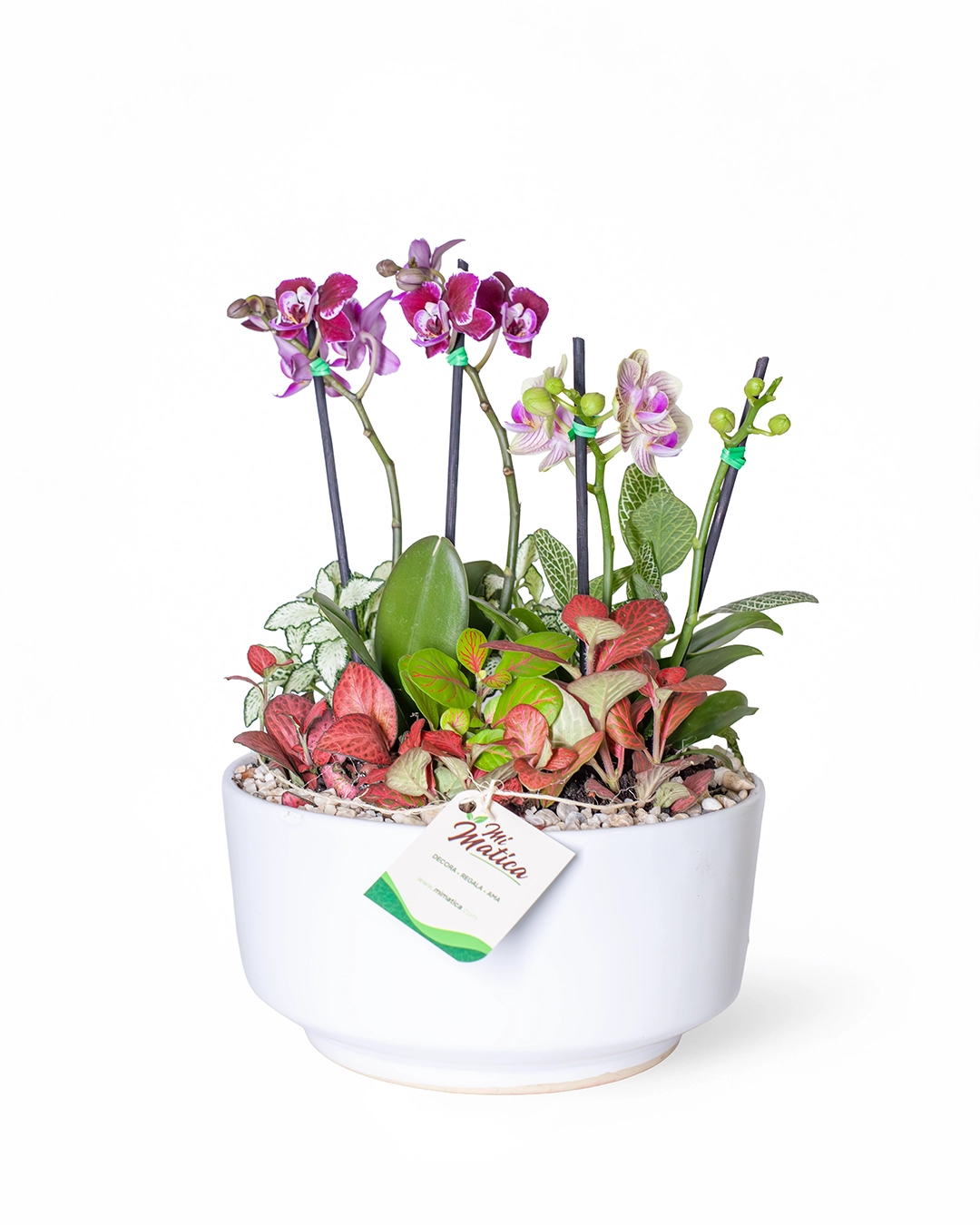 Arreglo 2 Orquídeas Baby con Fittonias