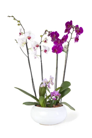 Arreglo de 2 Orquídeas Grandes y 2 Baby en Bowl de Cerámica Artesanal