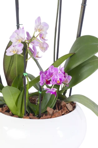 Arreglo de 2 Orquídeas Grandes y 2 Baby en Bowl de Cerámica Artesanal