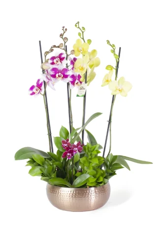 Arreglo de 2 Orquídeas Grandes y Baby en Bowl Belga Dorado