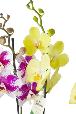 Arreglo de 2 Orquídeas Grandes y Baby en Bowl Belga Dorado