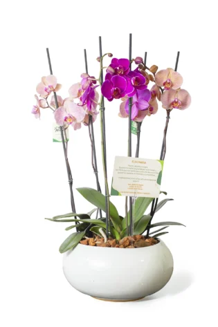 Arreglo de 3 Orquídeas en Bowl de Cerámica Artesanal