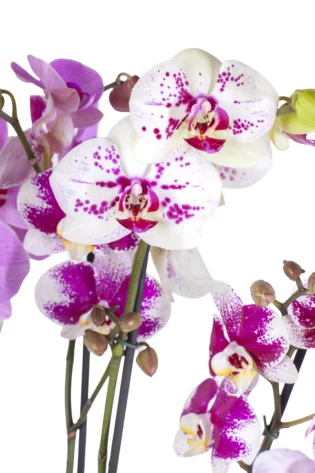 Arreglo de 3 Orquídeas en Bowl de Cerámica Artesanal para Regalo