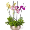 Arreglo de 3 Orquídeas Phalaenopsis en Bowl Belga Dorado