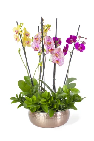 Arreglo de 3 Orquídeas Phalaenopsis en Bowl Belga Dorado