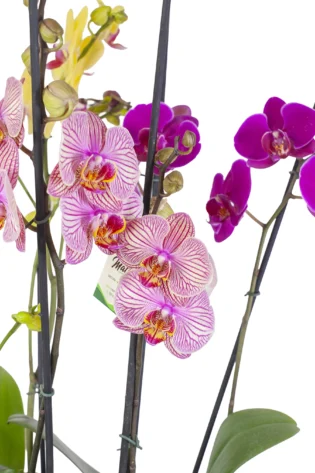 Arreglo de 3 Orquídeas Phalaenopsis en Bowl Belga Dorado