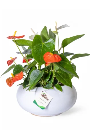 Arreglo de Anturios Mini en Matera Cerámica