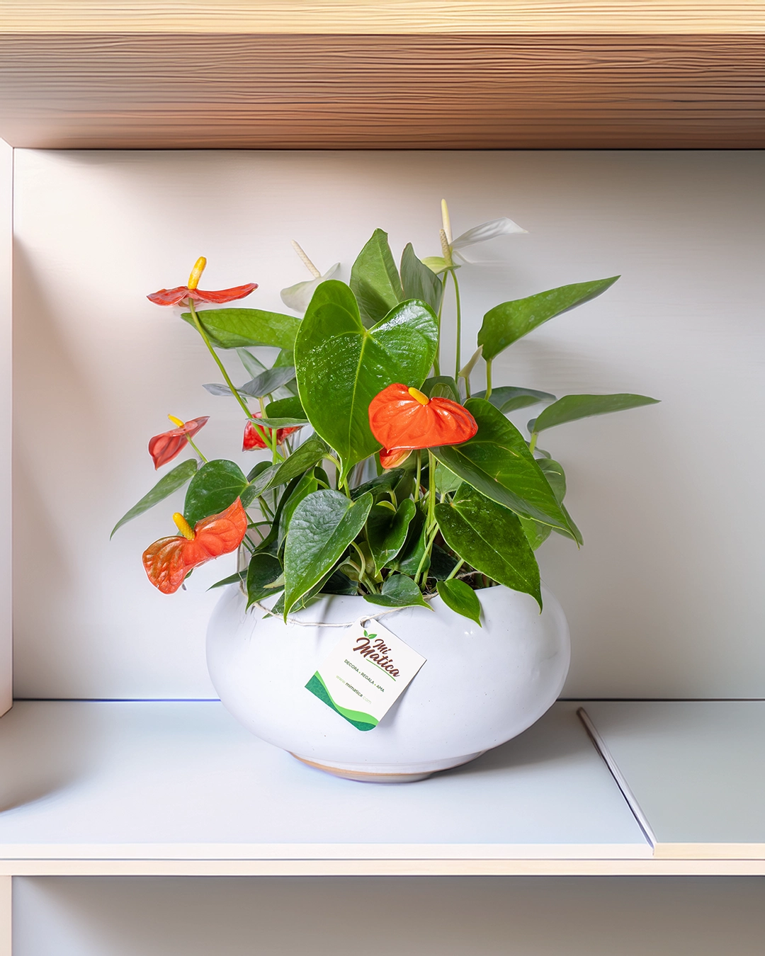 Arreglo de Anturios Mini en Matera Cerámica - Imagen 2