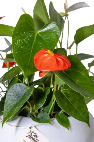 Arreglo de Anturios Mini en Matera Cerámica