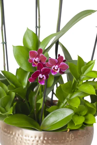 Arreglo de Orquídea Grande y Baby en Bowl de Cerámica Artesanal