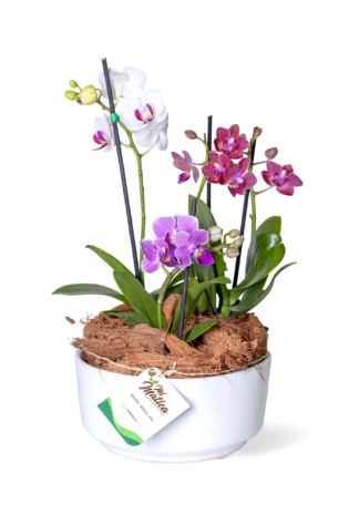 Arreglo de 3 Orquídeas Baby en Matera Cerámica