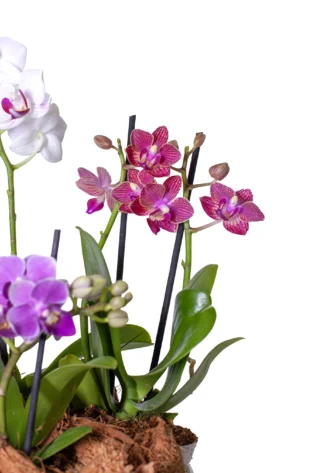 Arreglo de 3 Orquídeas Baby en Matera Cerámica