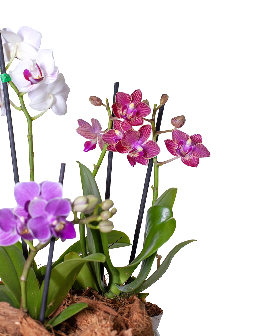 Arreglo de 3 Orquídeas Baby en Matera Cerámica