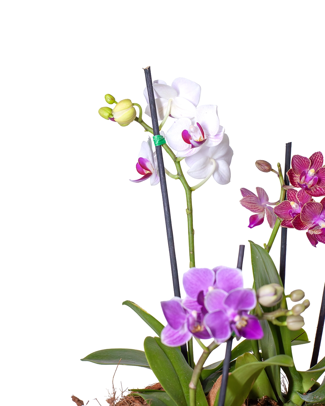 Arreglo de 3 Orquídeas Baby en Matera Cerámica