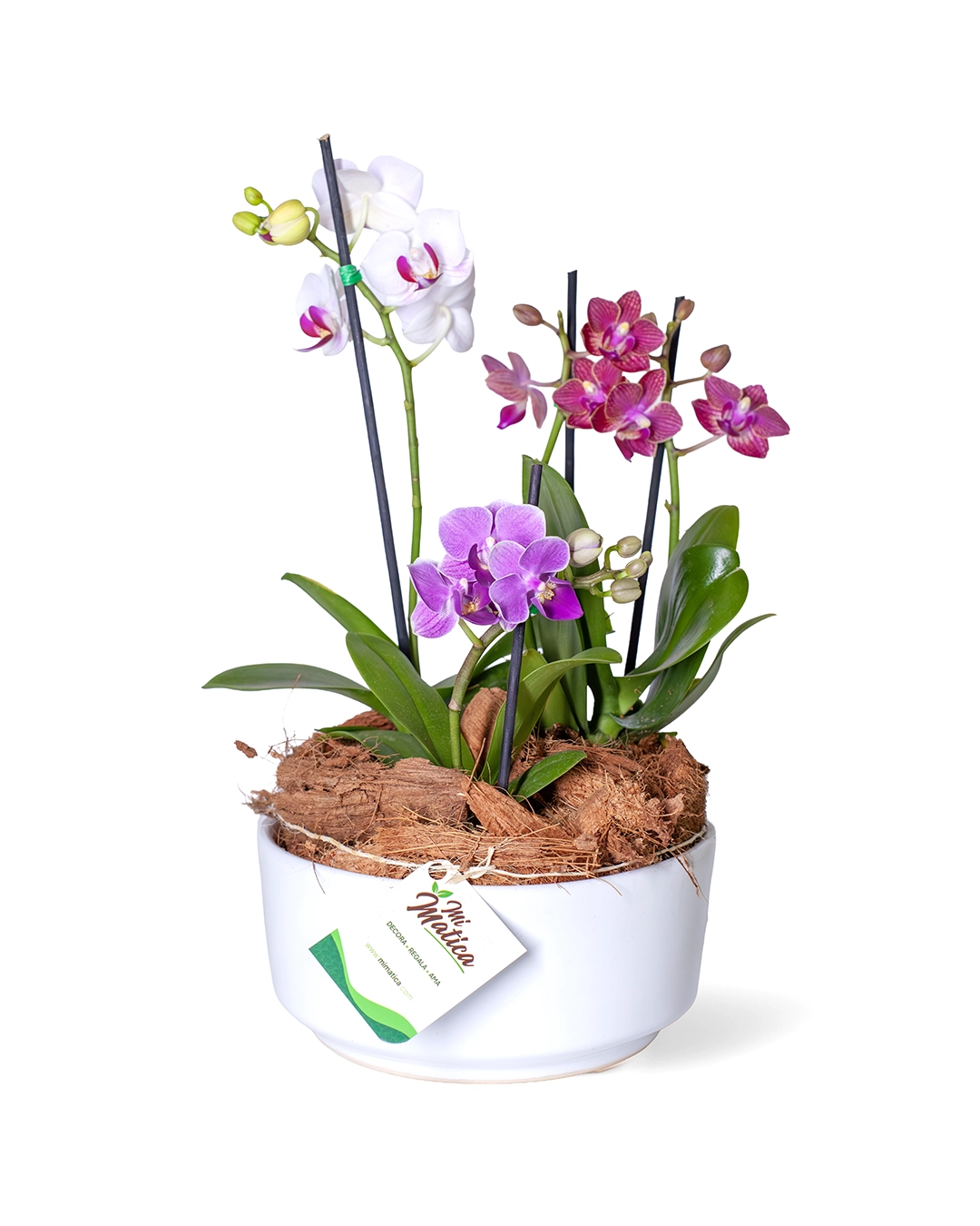 Arreglo de 3 Orquídeas Baby en Matera Cerámica