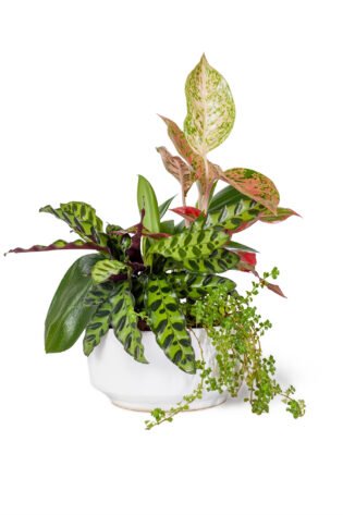 Arreglo de Plantas Tropicales en Matera de Cerámica Artesanal