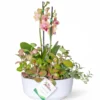 Arreglo Orquídea Baby con Fittonias
