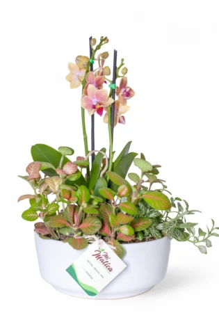 Arreglo Orquídea Baby con Fittonias