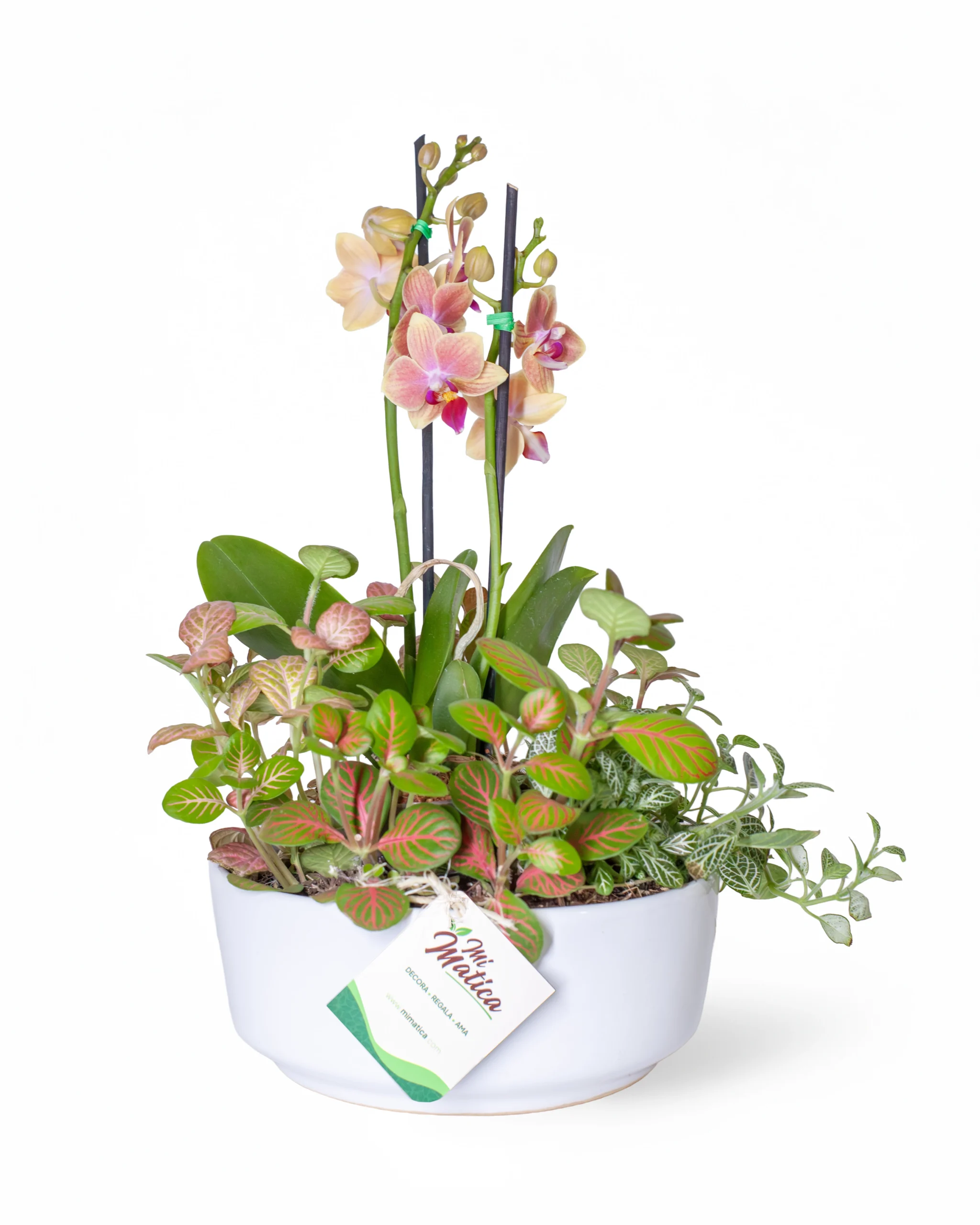 Arreglo Orquídea Baby con Fittonias