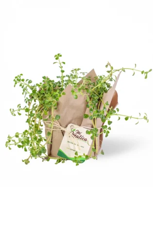 Bacopa (Lágrima de Bebé)