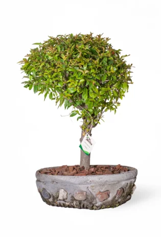 Bonsái de Guayacán