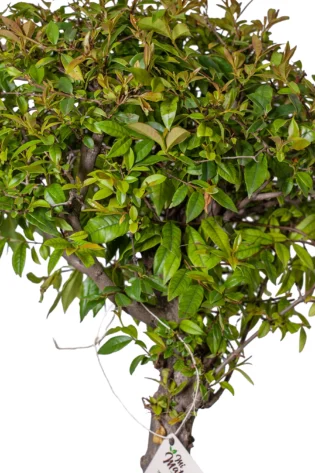 Bonsái de Guayacán