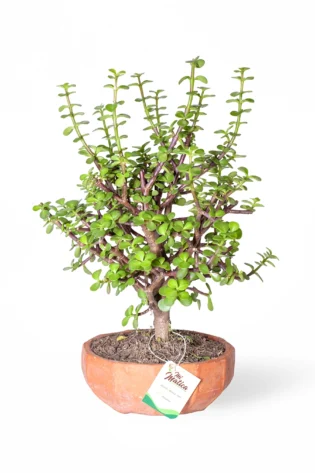 Bonsái Jade Hembra