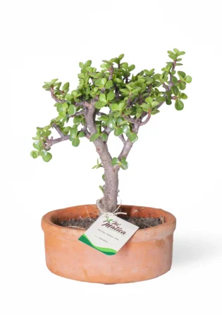 Bonsái Mini Jade Hembra