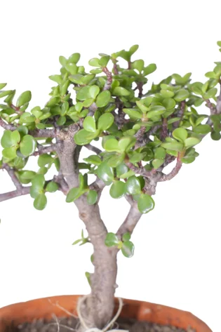 Bonsái Mini Jade Hembra