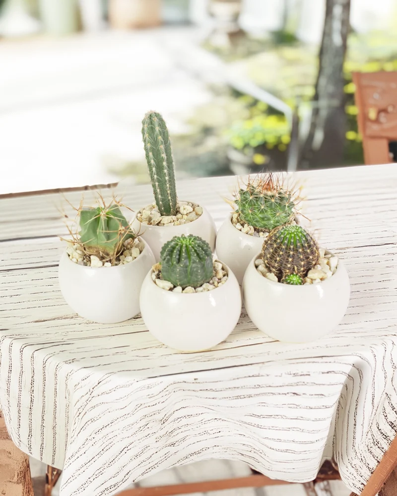 Cactus in ceramica cactus modellini a scelta, vaso decorativo in ceramica (22-8 altezza 15 cm