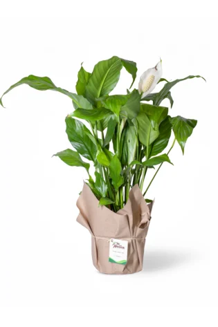 Cuna de Moisés Spatifilium