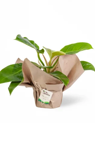 Filodendro Príncipe de Naranja (Philodendron Prince of Orange)