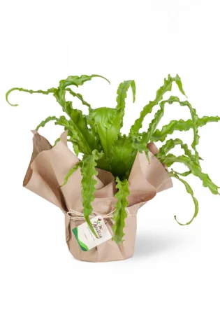 Helecho Nido de Ave Crespo