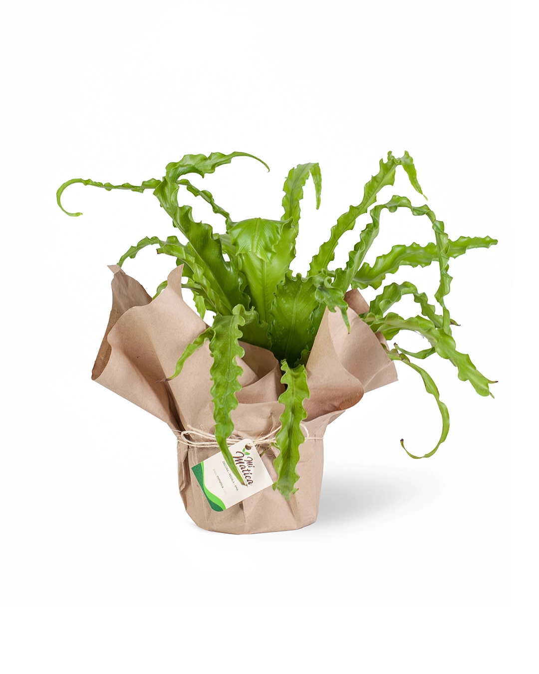 Helecho Nido de Ave Crespo