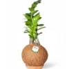 Kokedama Palma Z