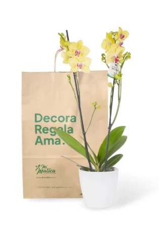 Orquídea Amarilla Centro Fucsia con 2 Varas Florales en Matera de Cerámica