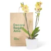 Orquídea Amarilla Centro Fucsia con 2 Varas Florales en Matera de Concreto