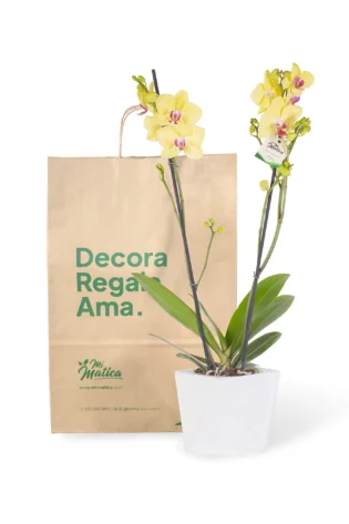 Orquídea Amarilla Centro Fucsia con 2 Varas Florales en Matera de Concreto