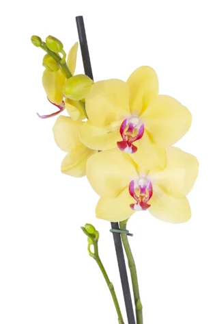 Orquídea Amarilla Centro Fucsia con 2 Varas Florales en Matera de Concreto