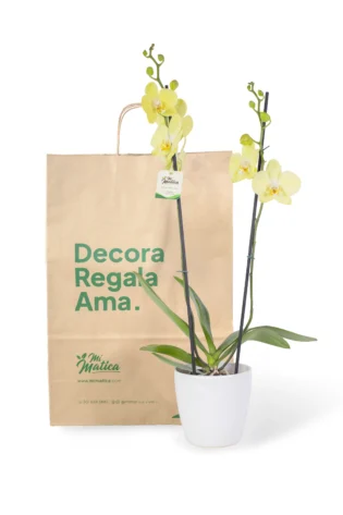 Orquídea Amarilla con 2 Varas Florales en Matera de Cerámica