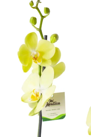 Orquídea Amarilla con 2 Varas Florales en Matera de Cerámica