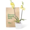 Orquídea Amarilla con 2 Varas Florales en Matera de Concreto