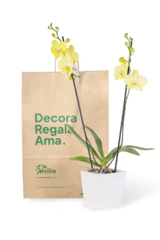 Orquídea Amarilla con 2 Varas Florales en Matera de Concreto