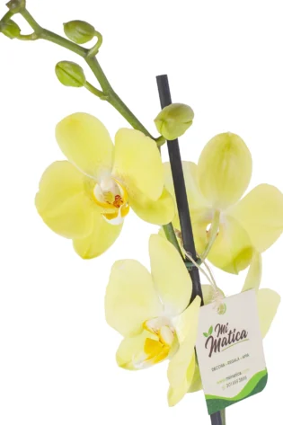 Orquídea Amarilla con 2 Varas Florales en Matera de Concreto