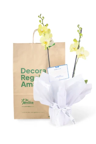 Orquídea Amarilla para Condolencias con 2 Varas Florales